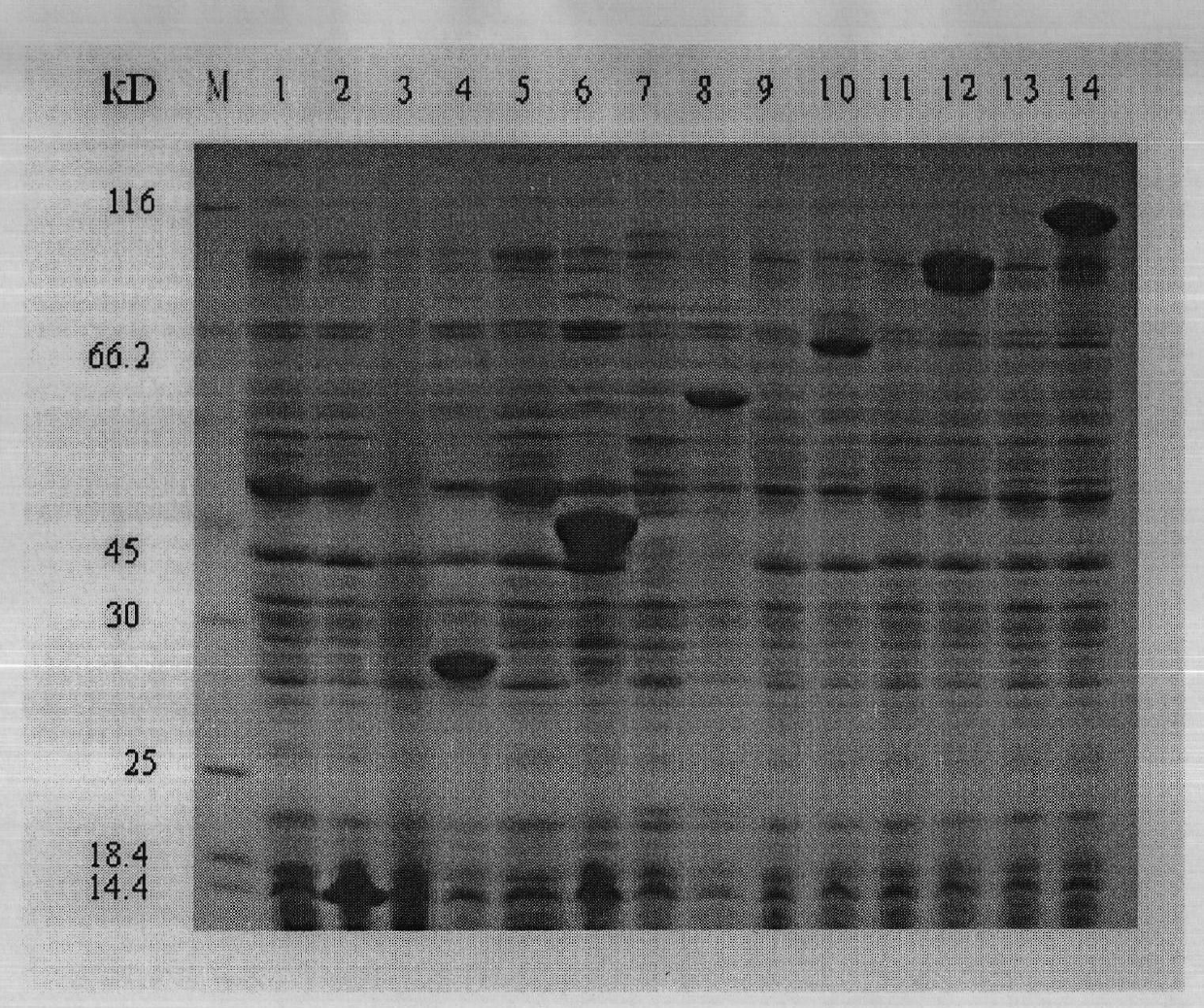 Method for efficiently preparing protein molecular weight standard by utilizing prokaryotic expression system