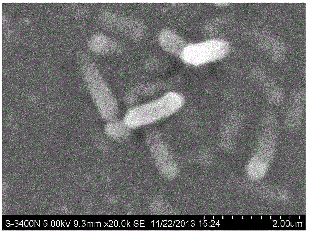 Lignocellulos substance high-efficiency degrading bacterium S1 and application thereof