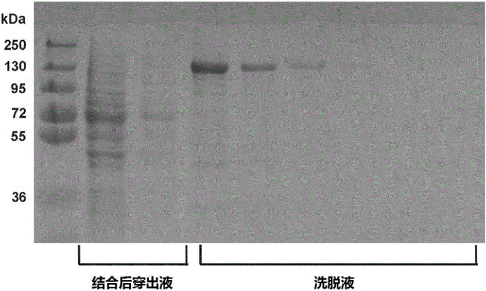 Inhibitory monoclonal antibody resistant to lyase of human von Willebrand factor (VWF) and application of inhibitory monoclonal antibody