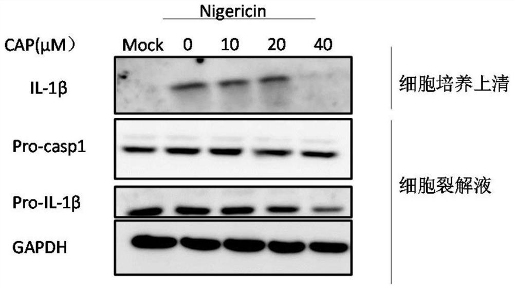 Application of capsaicin in inhibiting nlrp3 inflammasome activation