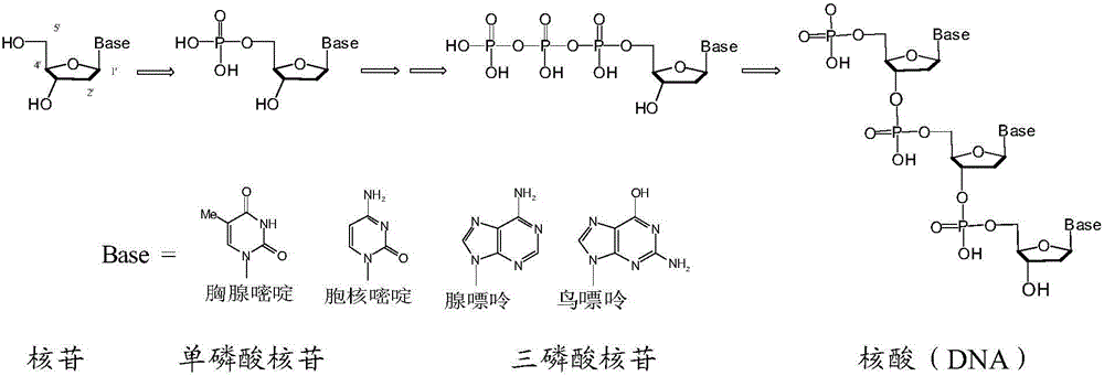 Novel nucleoside phosphate prodrug containing substituted benzyl, preparation method and application thereof