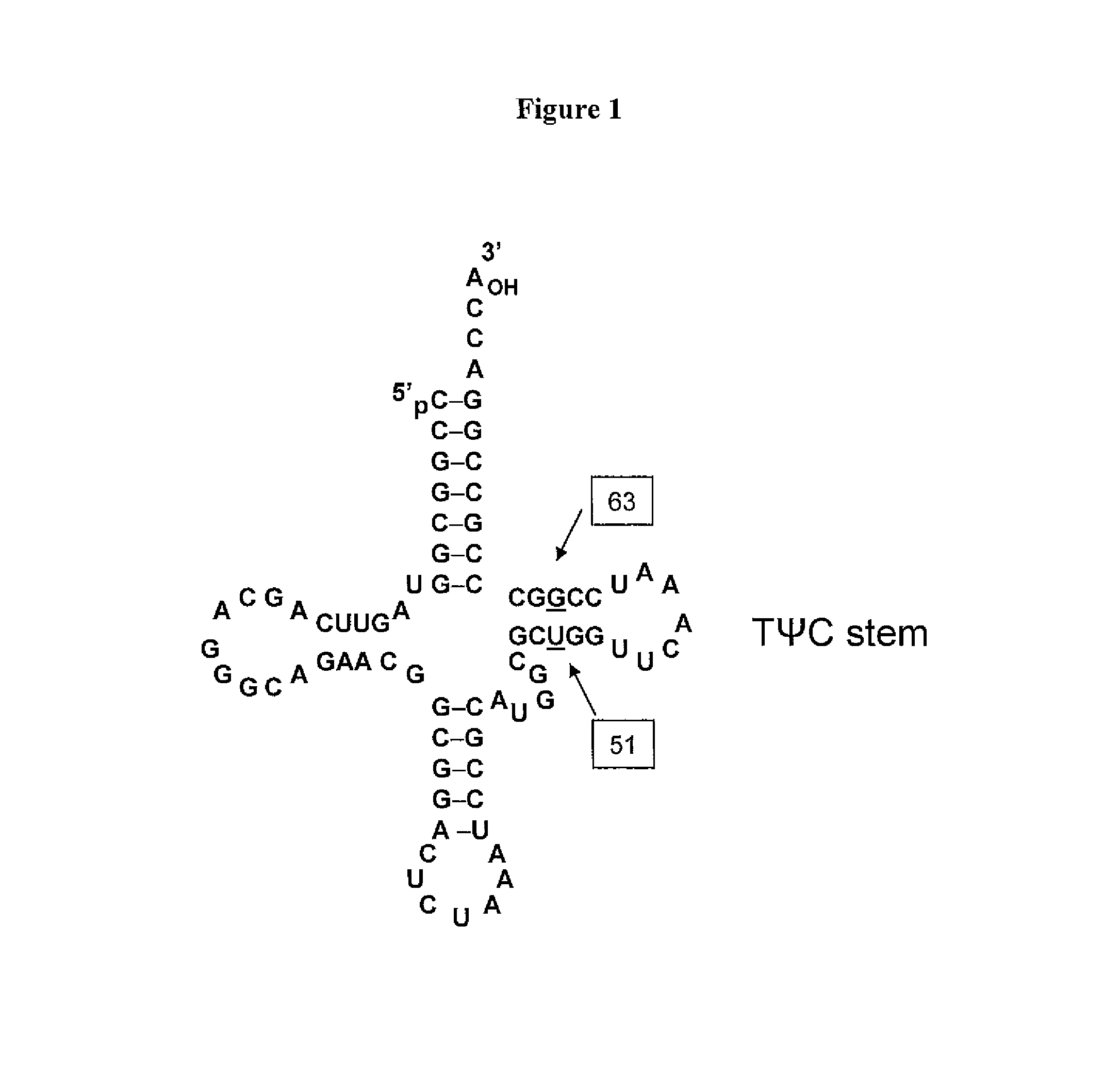 Non-Natural Amino Acid Replication-Dependent Microorganisms and Vaccines