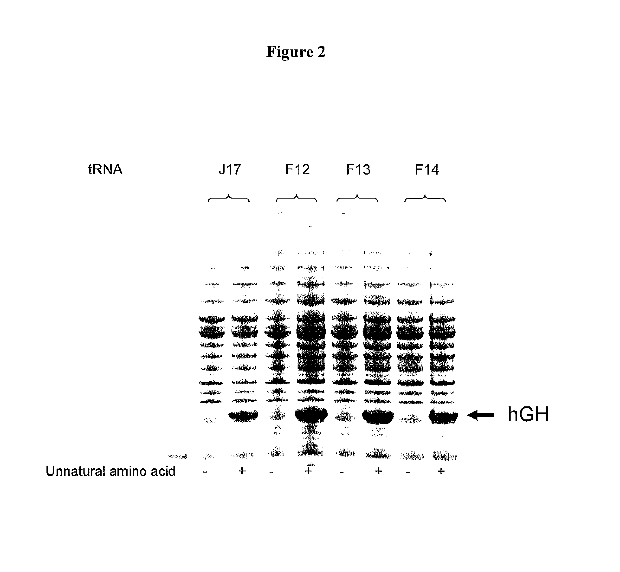 Non-Natural Amino Acid Replication-Dependent Microorganisms and Vaccines