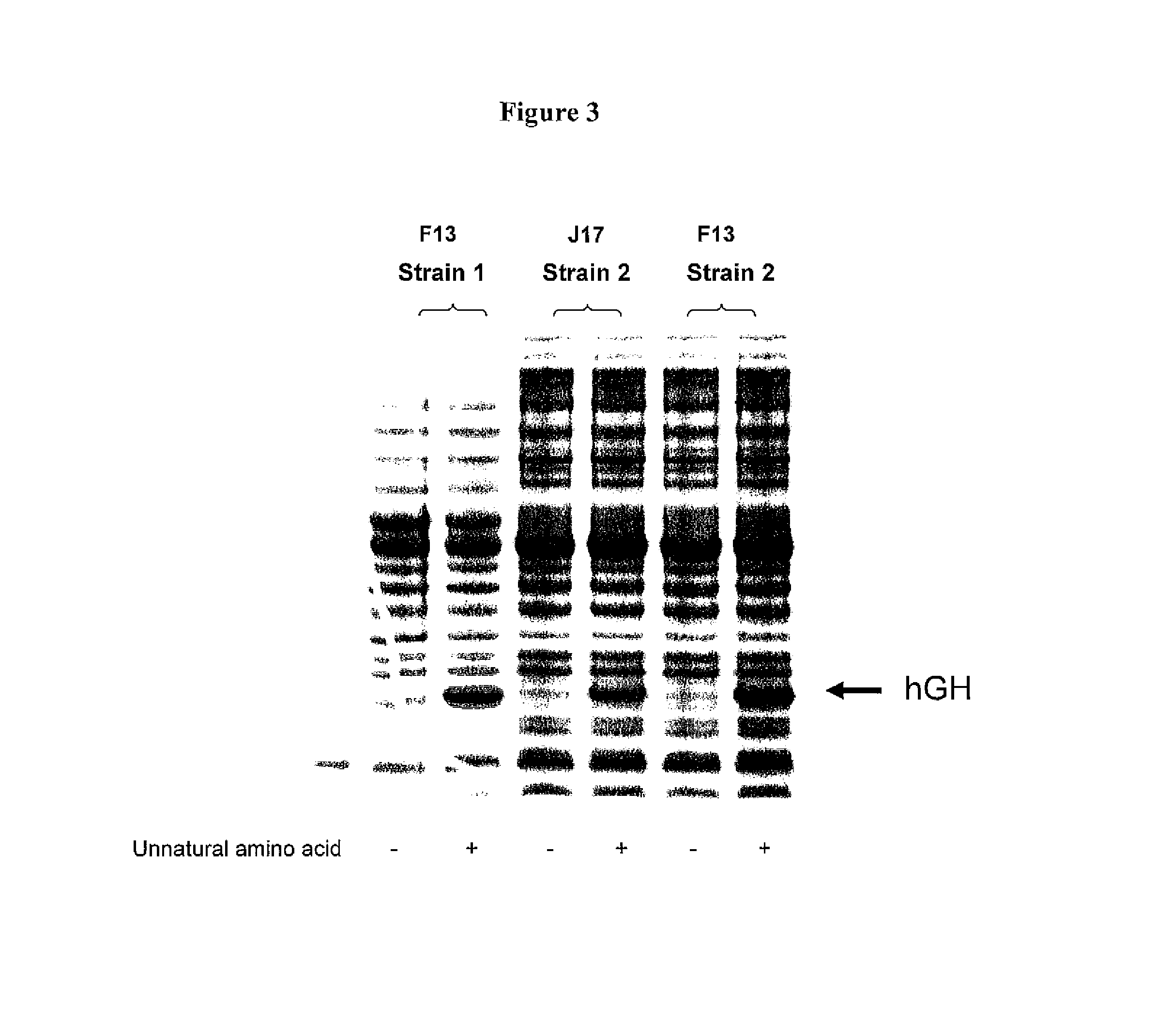 Non-Natural Amino Acid Replication-Dependent Microorganisms and Vaccines