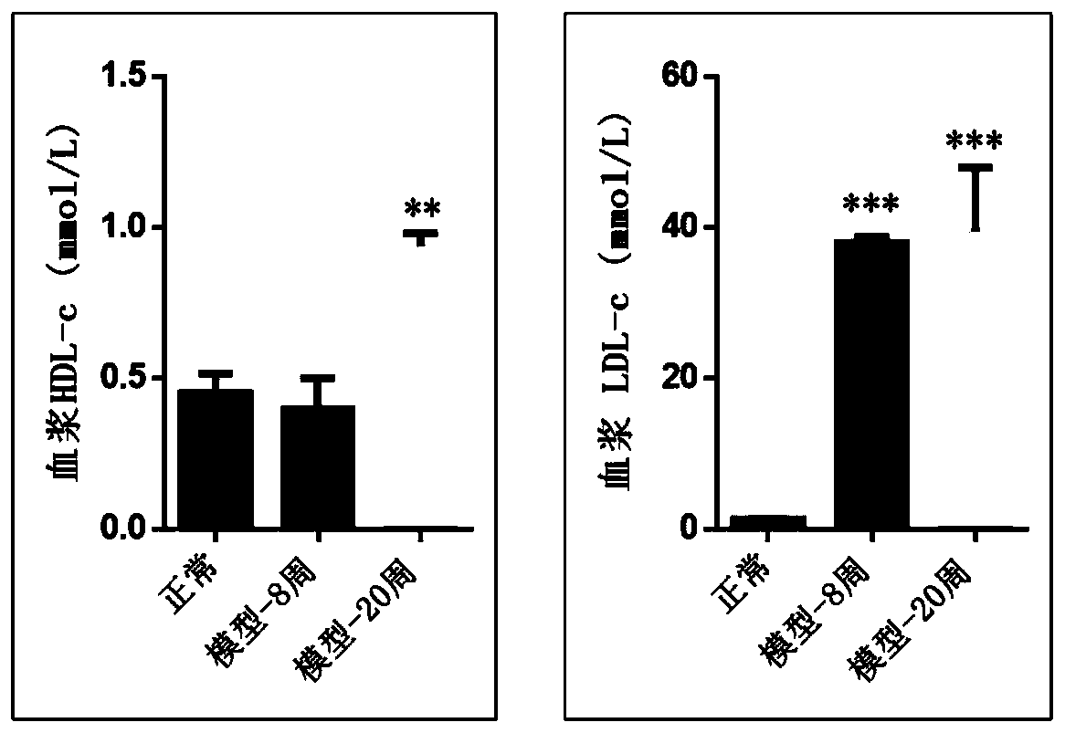 Animal model of child and adolescent metabolic syndrome and construction method