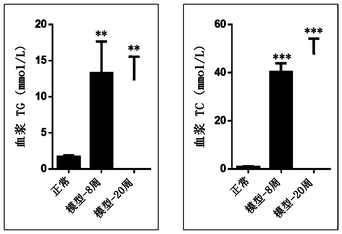 Animal model of child and adolescent metabolic syndrome and construction method