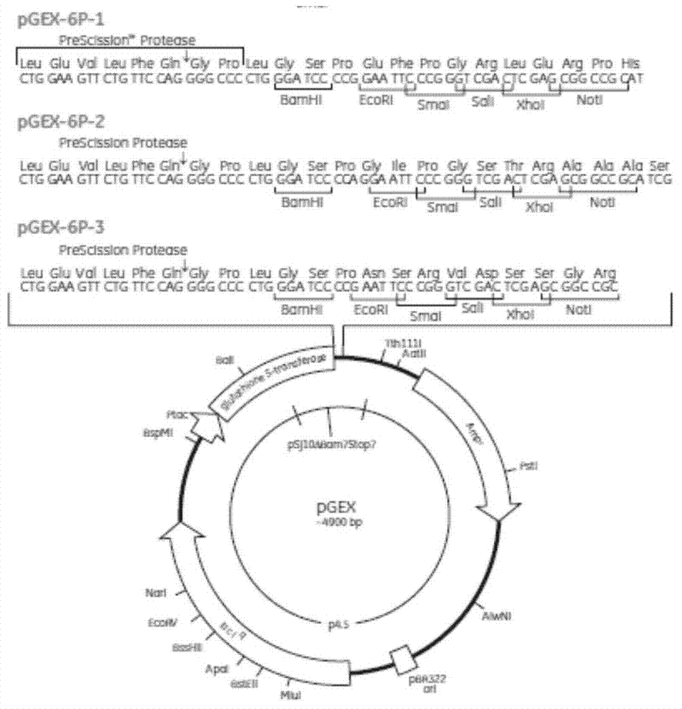 Staphylococcus aureus SpA5 mutant, as well as preparation method and application thereof