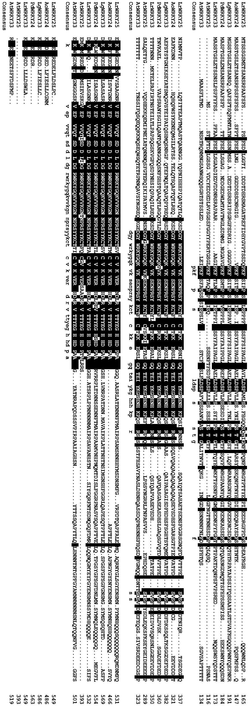 Lilium regale LrWRKY25 gene and application