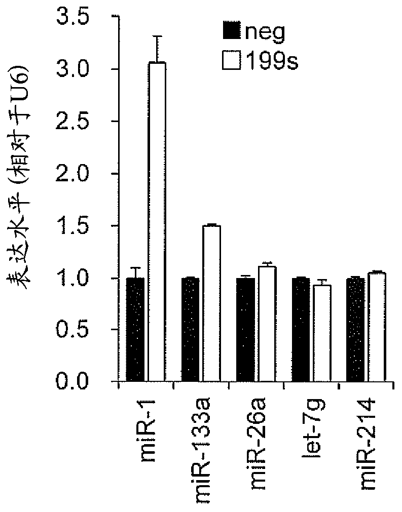 Myogenesis inducing agent