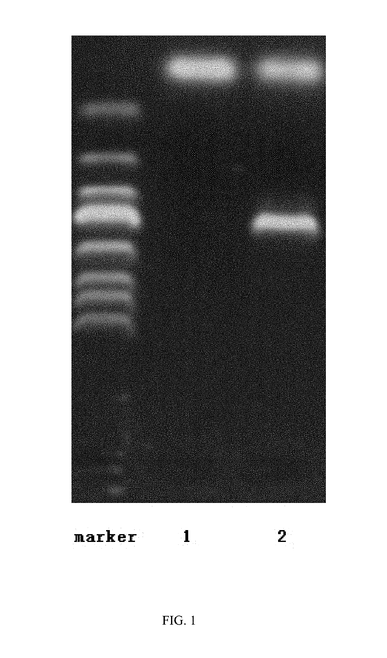 Method for direct transformation of exogenous DNA into resting spores of penicillium amagasakiense