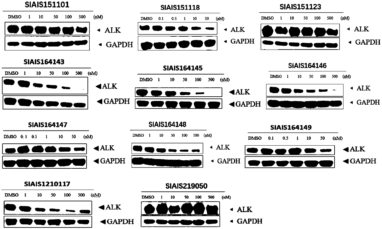 ALK (anaplastic lymphoma kinase) protein degradation agent and anti-tumor application thereof