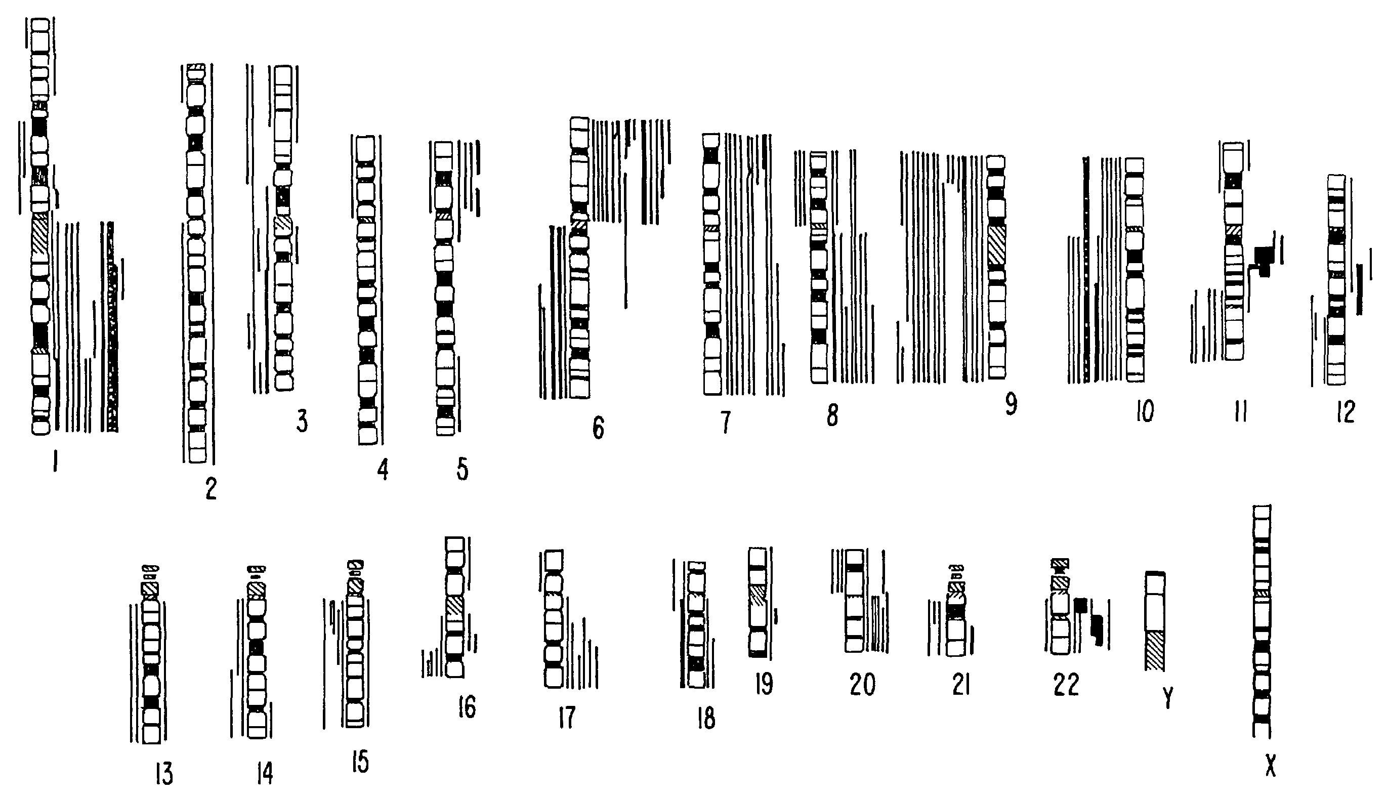 Method of screening for melanoma by detecting an increase in cyclin D1