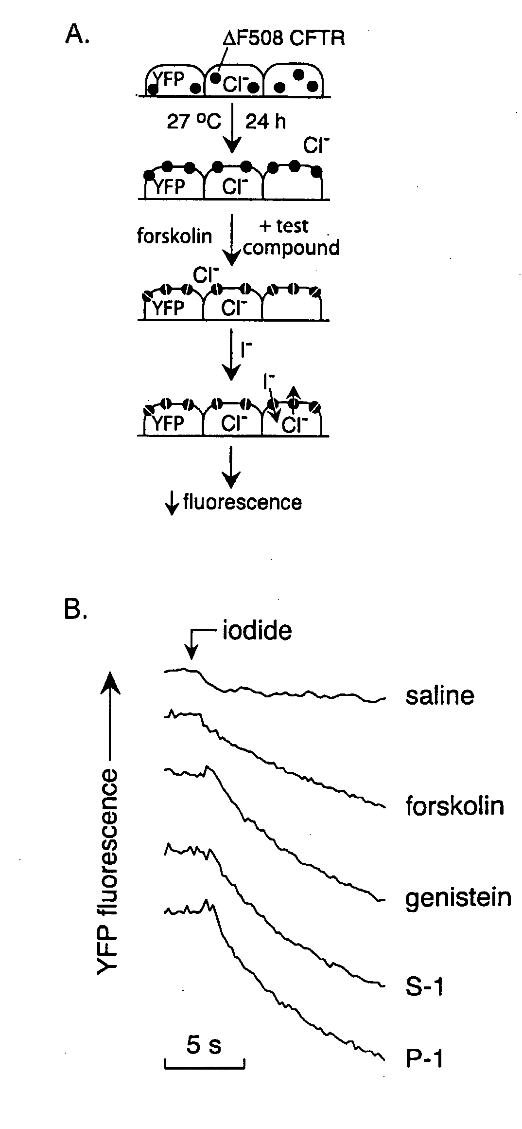 Compounds Having Activity in Increasing Ion Transport by Mutant-Cftr and Uses Thereof