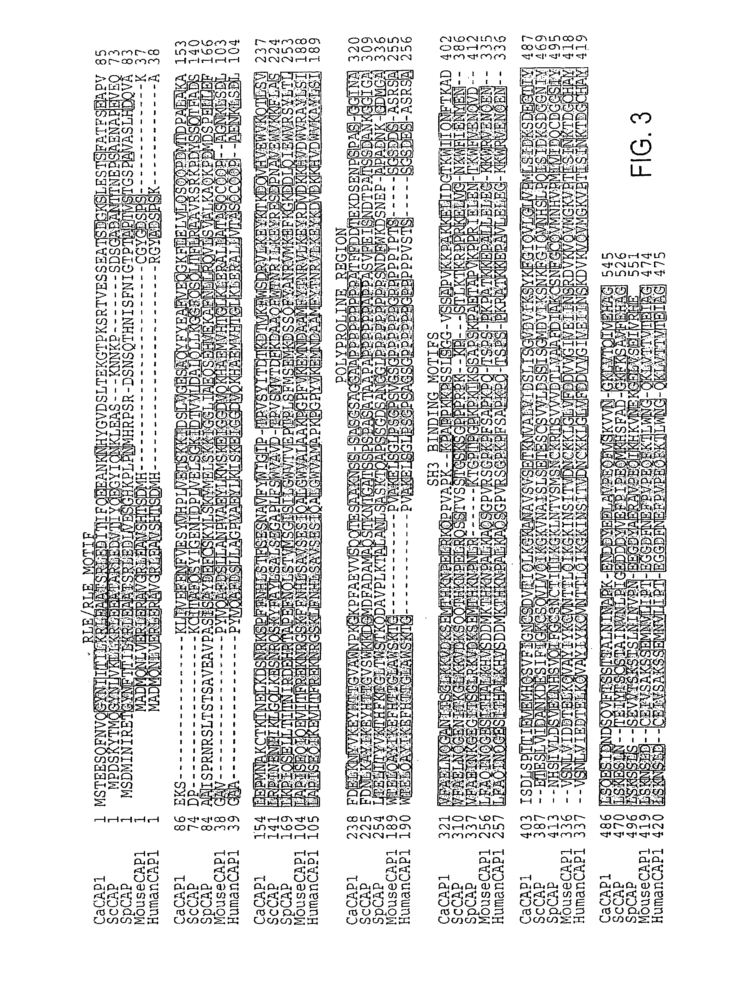 Methods for regulating bud-hypha transitions and cAMP levels in <i>Candida albicans</i>