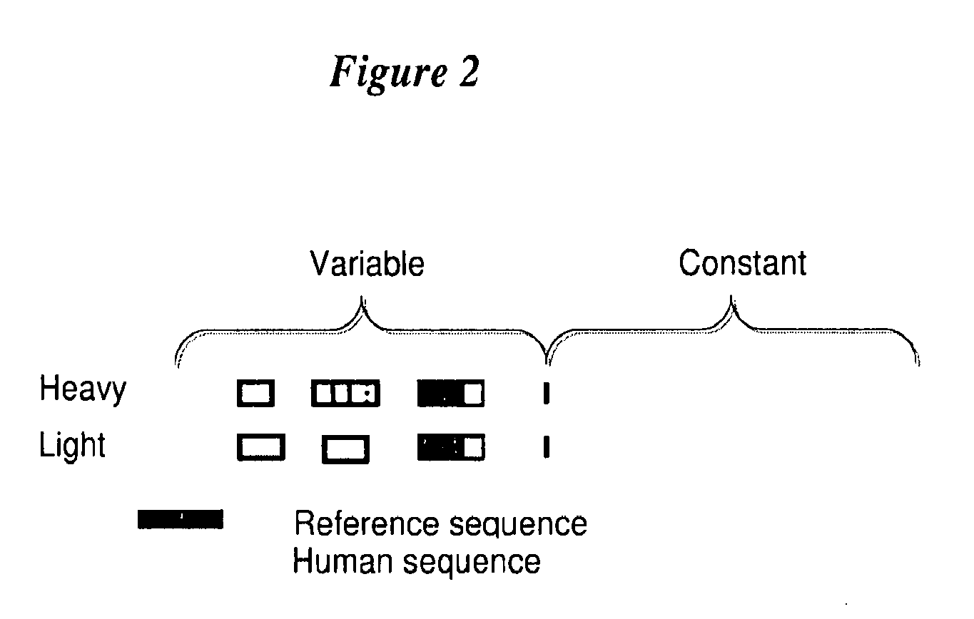 Anti-TrkB antibodies