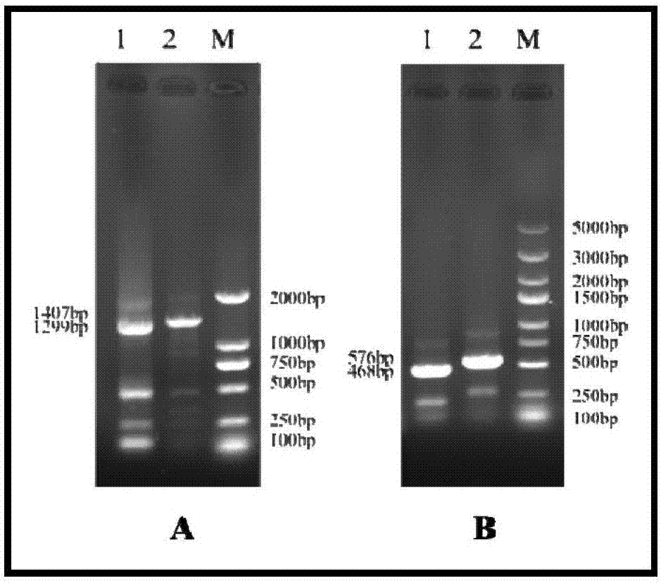 Construction method of cow mastitis pathogenic bacterium triple epitope gene and garrupa c type lysozyme gene recombinant adenovirus and application