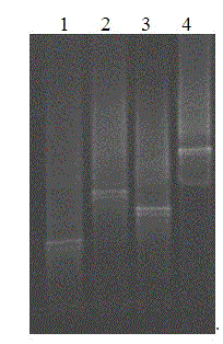 Method for analyzing Bacillus community structure in white spirit fermentation system