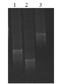 Method for analyzing Bacillus community structure in white spirit fermentation system