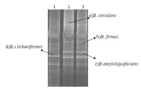 Method for analyzing Bacillus community structure in white spirit fermentation system