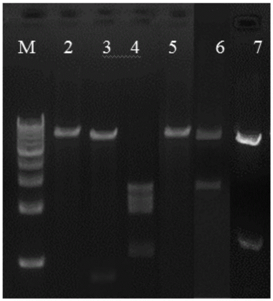 Plasmid carrier construction method applied to Shewanella