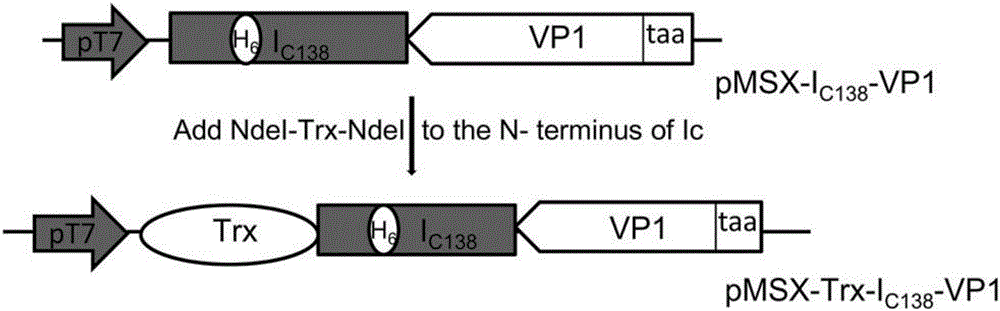 Method for preparing non-fusion-tag inclusion body protein nanoparticles