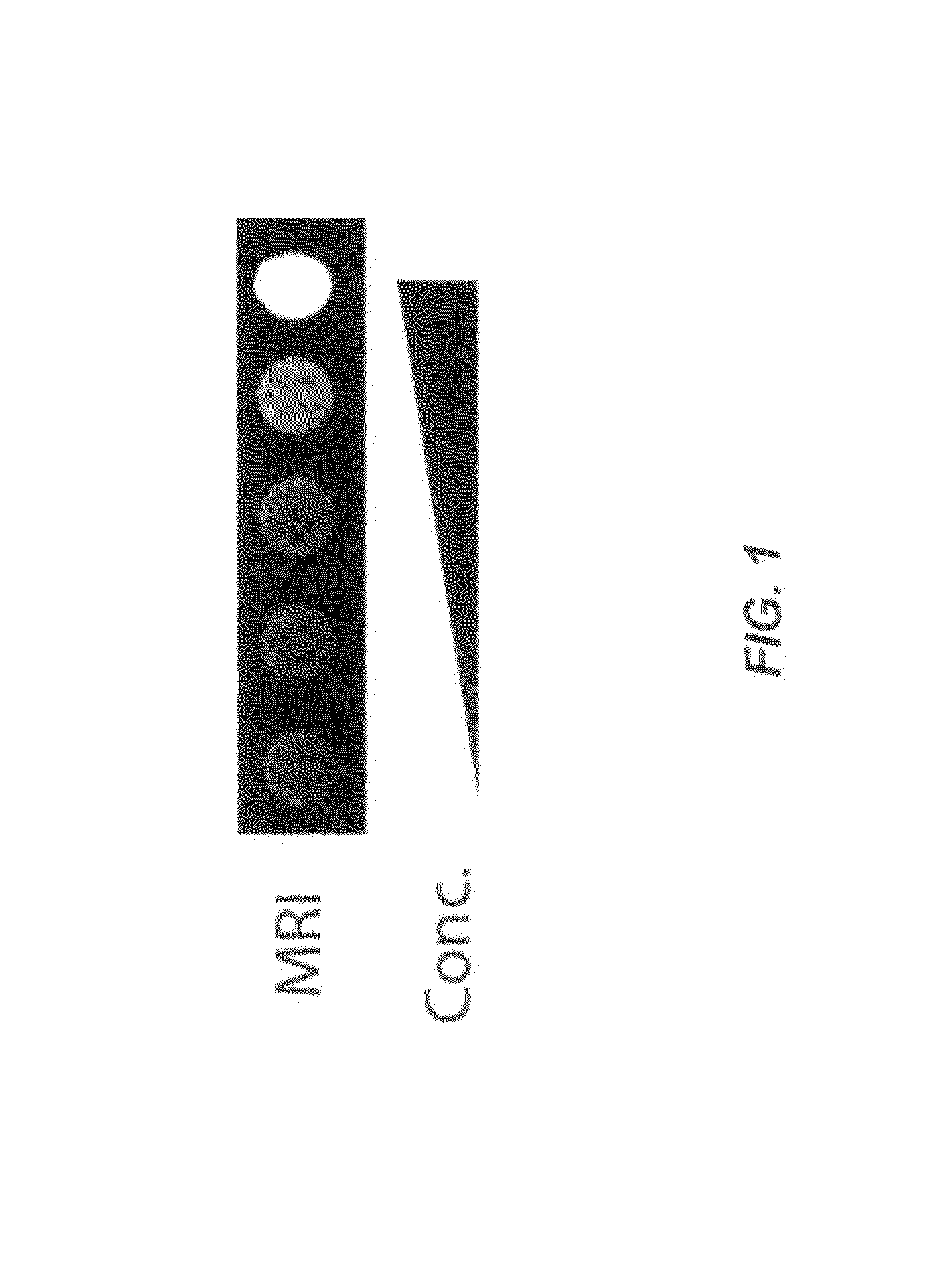 Host cells with artificial endosymbionts