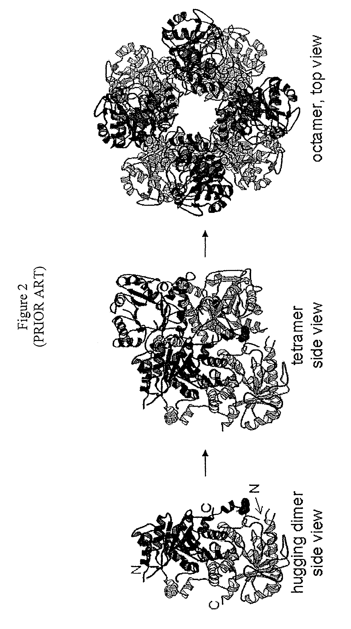 Alternate morpheeins of allosteric proteins as a target for the development of bioactive molecules