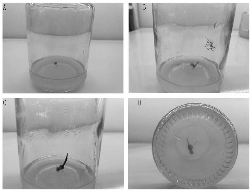 Open tissue culture method of polygonatum cyrtonema