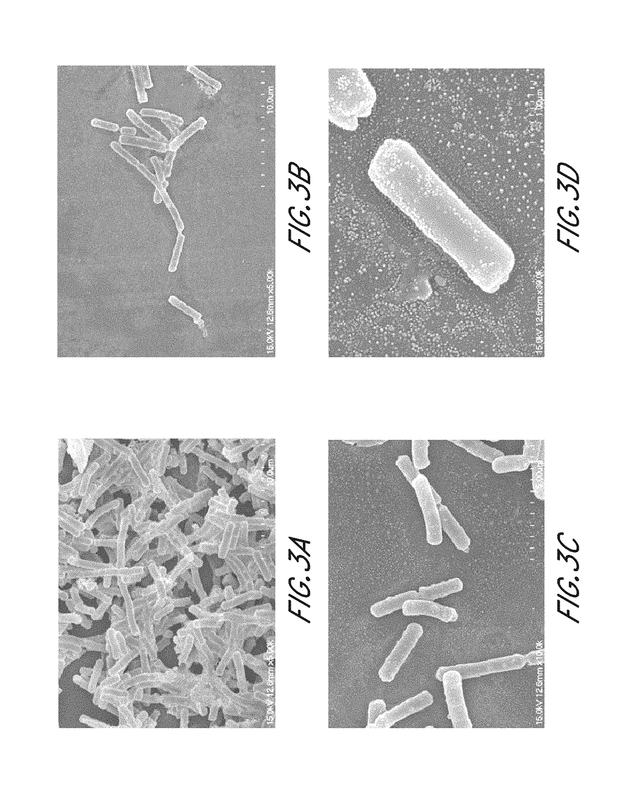 <i>Lactobacillus crispatus </i>and application thereof