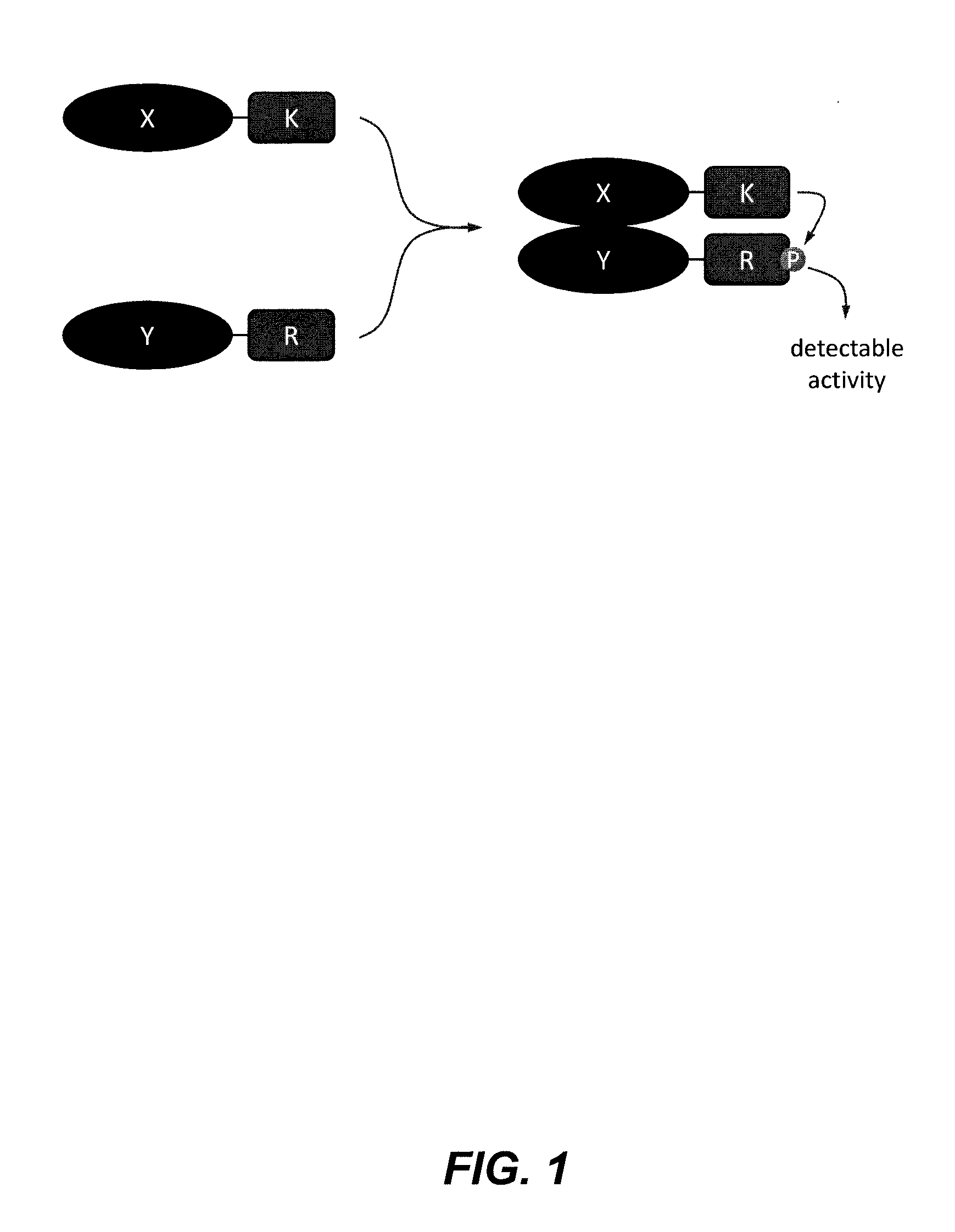 Kinase substrate sensor