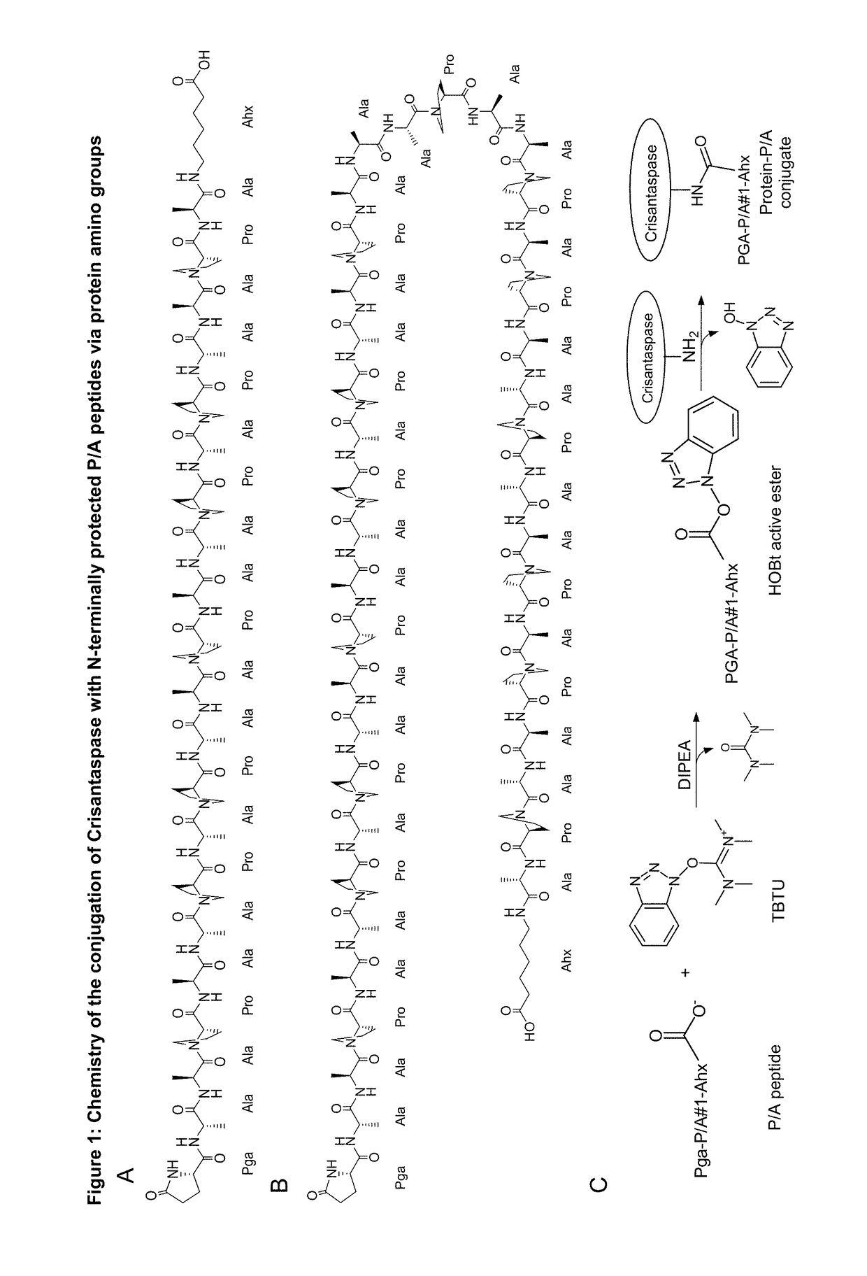 Modified L-Asparaginase