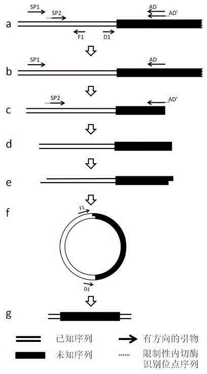 A method of acquiring an unknown flanking sequence of a known sequence