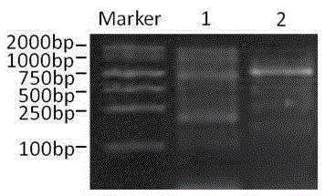 A method of acquiring an unknown flanking sequence of a known sequence