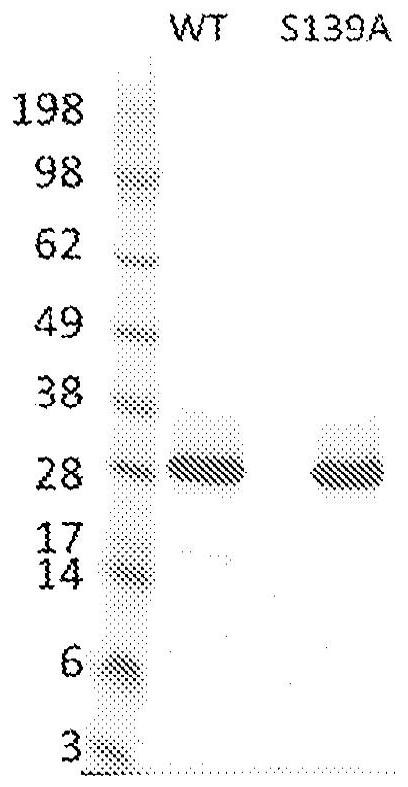 Tri-part systems for protein dimerization and methods of use