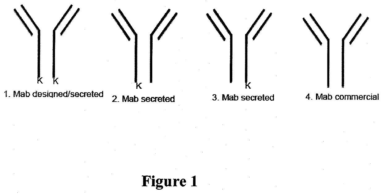 Fusion immunomodulatory proteins and methods for making same