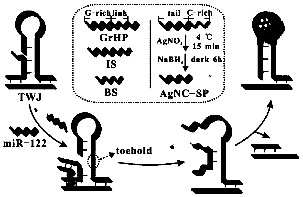 Fluorescence biosensor based on light-up silver cluster probe and application thereof in miR-122 detection