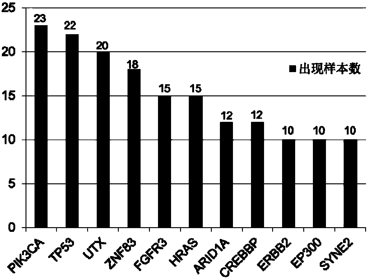 Genetic marker related to human bladder cancer, and detection method and application thereof