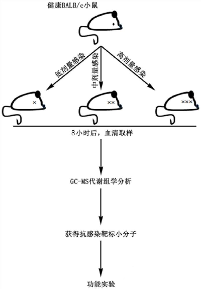 Use of small molecule compound in improving ability of host to remove pathogenic bacteria and preparing drugs resistant to pathogenic bacteria infection