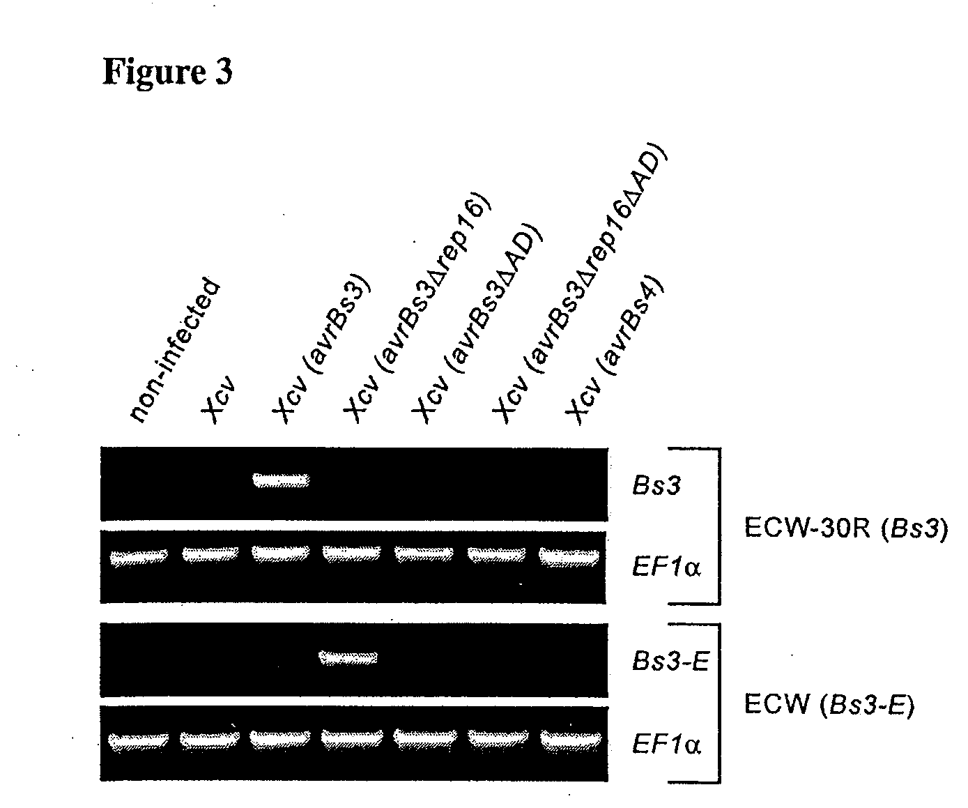 Bs3 resistance gene and methods of use