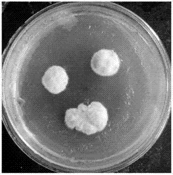 Bacterial strain capable of producing chitin deacetylase and application of bacterial strain in production of chitin deacetylase through fermentation