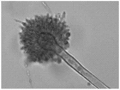 Bacterial strain capable of producing chitin deacetylase and application of bacterial strain in production of chitin deacetylase through fermentation