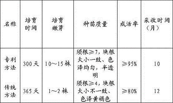 Culturing method of radix scrophulariae seedlings