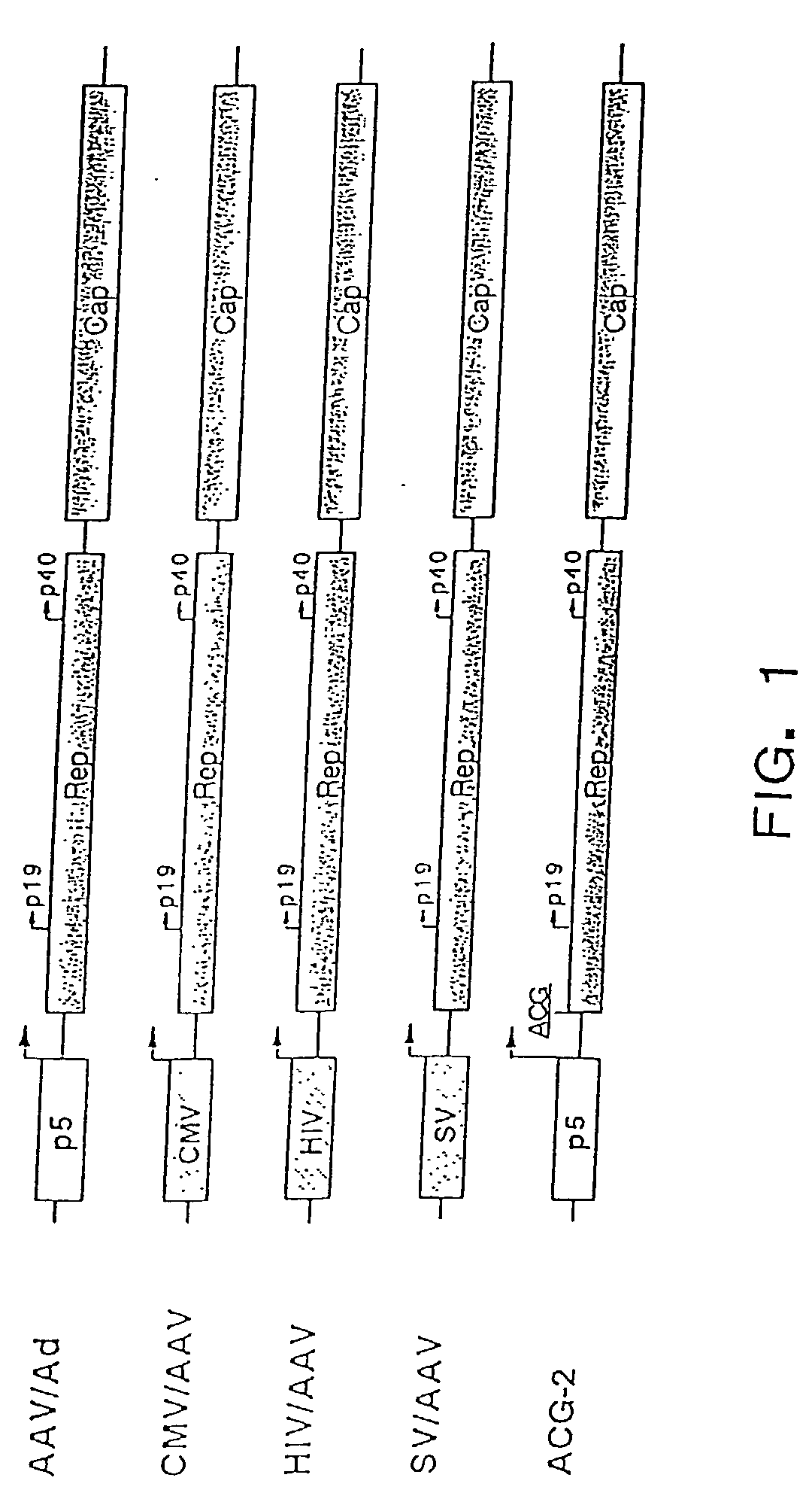 Methods for increasing the efficiency of recombinant AAV product