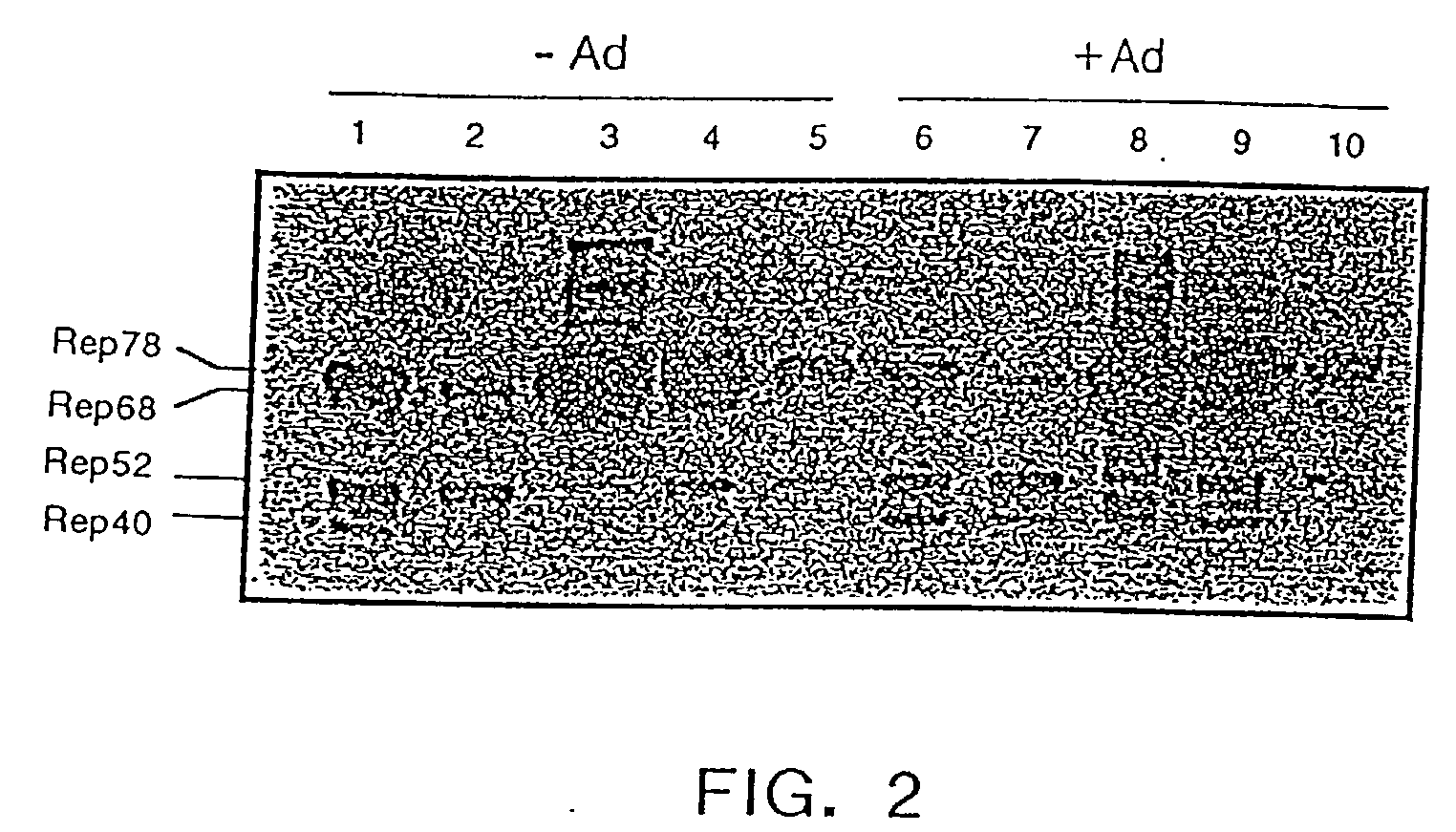 Methods for increasing the efficiency of recombinant AAV product