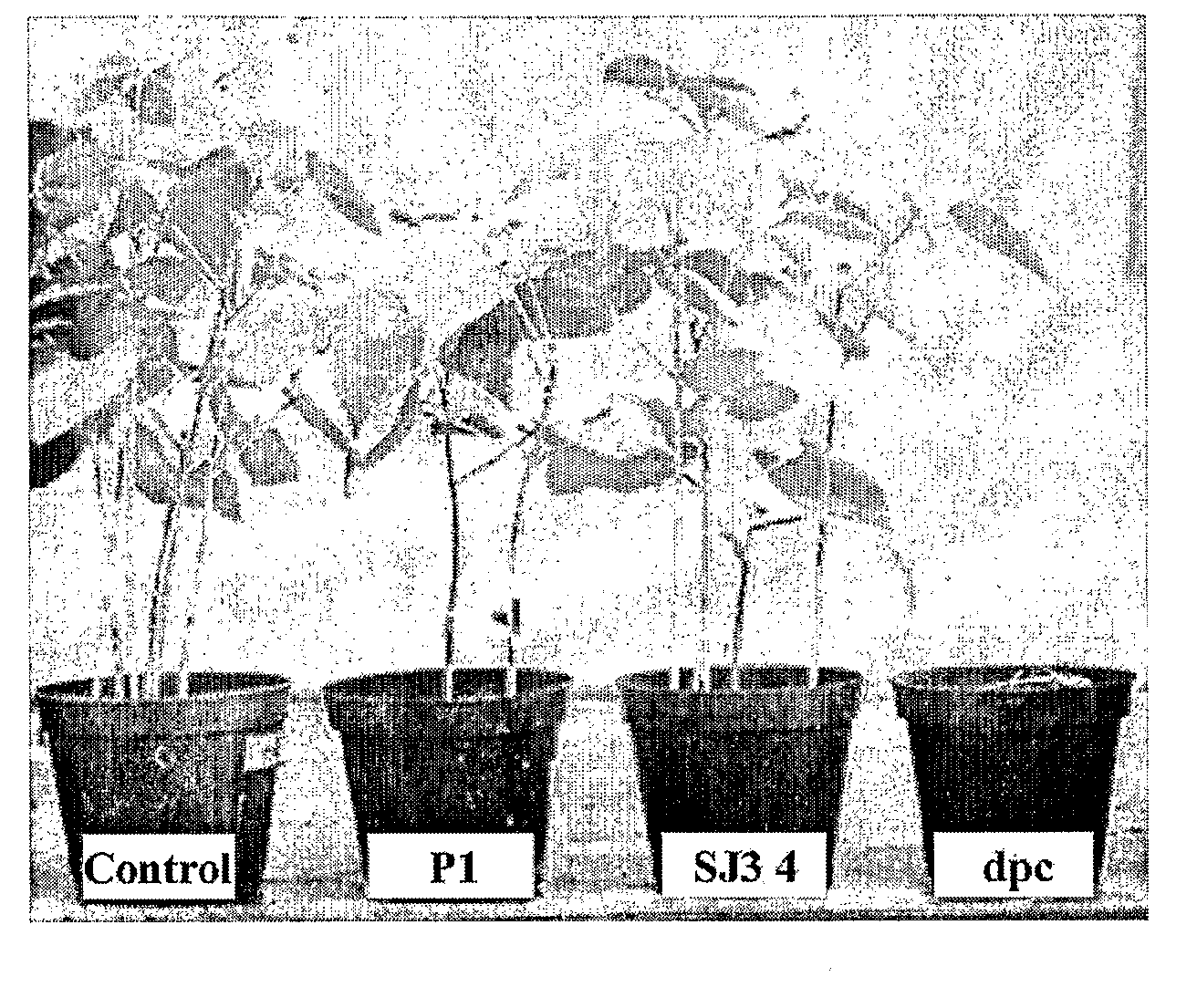 Transgenic strains of trichoderma and their use in biocontrol