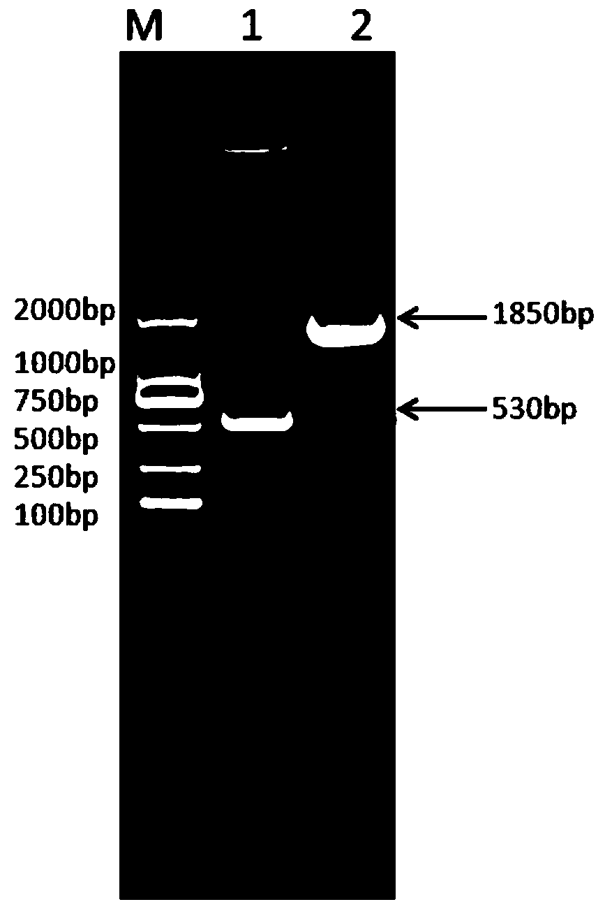 Fusion protein prepared from canine albumin and canine interferon gamma as well as preparation method thereof and recombinant canine pegylated interferon gamma