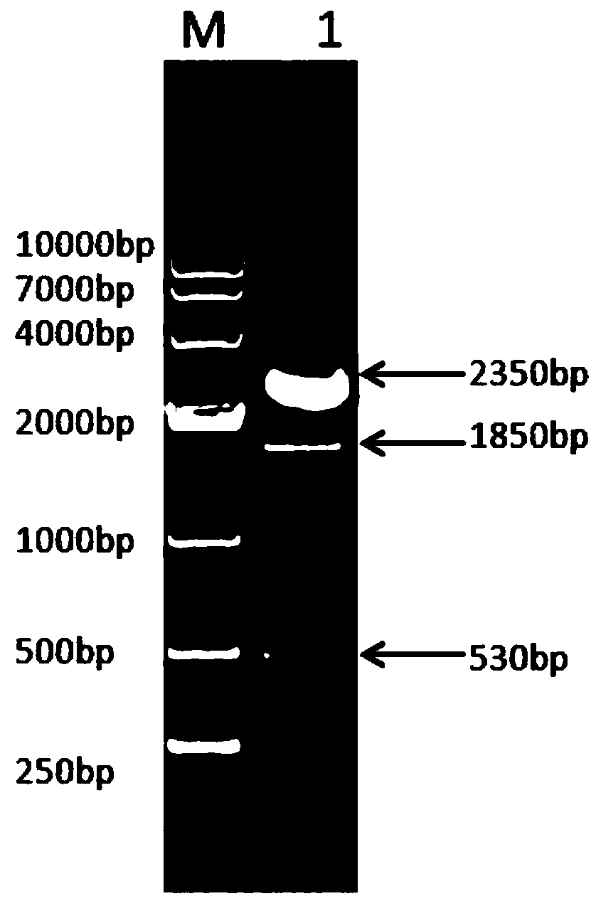 Fusion protein prepared from canine albumin and canine interferon gamma as well as preparation method thereof and recombinant canine pegylated interferon gamma