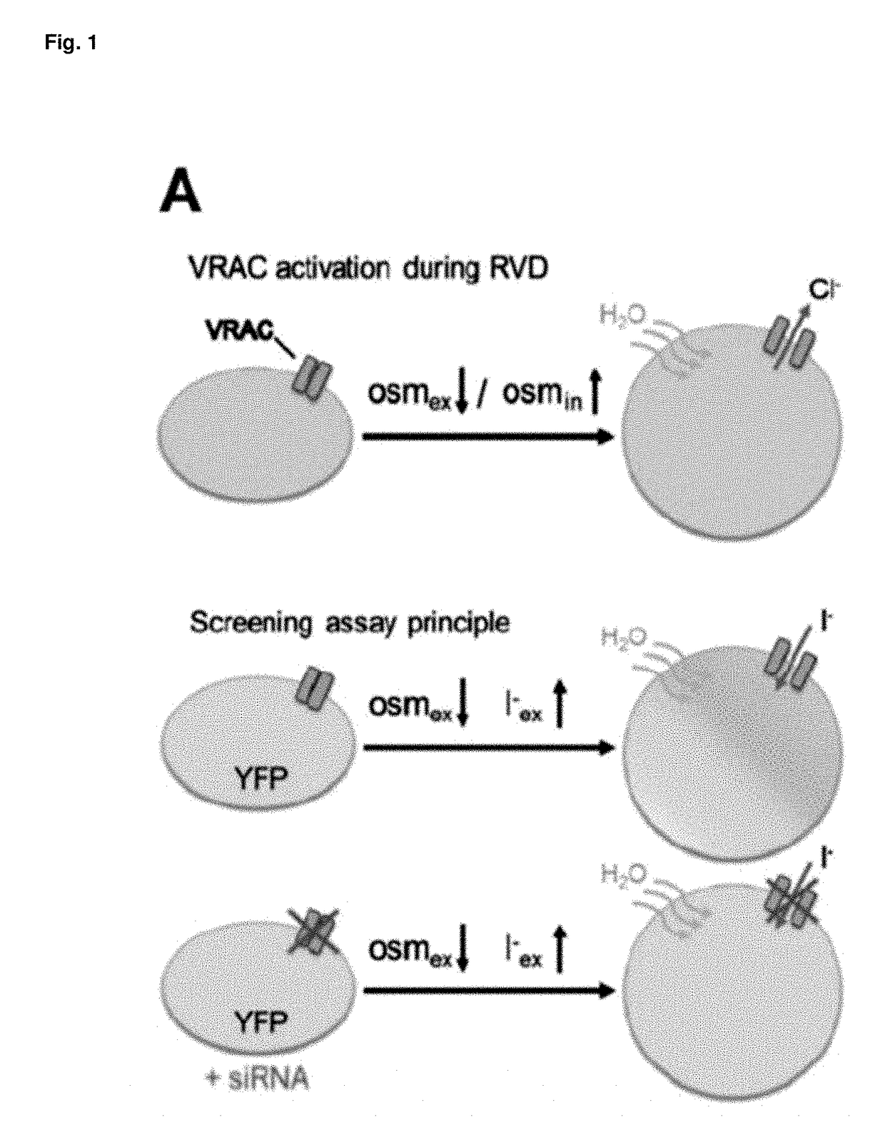 LRRC8 proteins and protein complexes and methods for identification of channel modulators