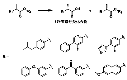 Lipase mutant and uses thereof