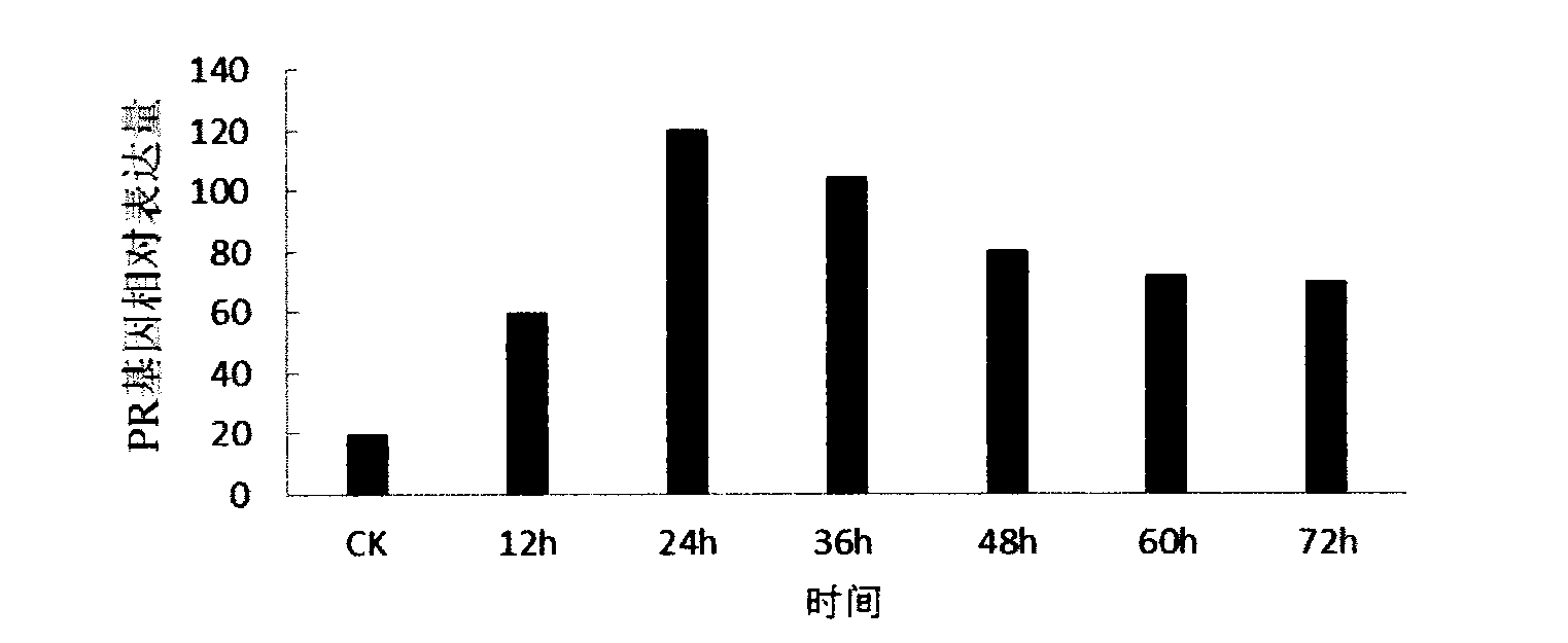 Pseudomonas putida strain for bio-control of Tobacco mosaic virus